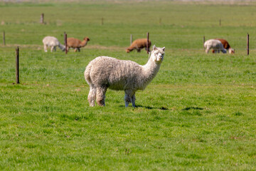 The llama standing nibbling on green meadow, Llamas are social animals and live with others as a...