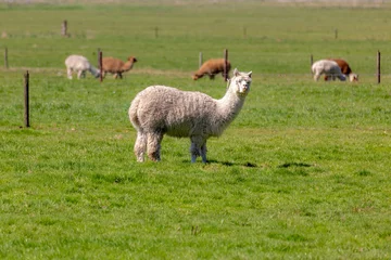 Fotobehang The llama standing nibbling on green meadow, Llamas are social animals and live with others as a herd, A domesticated South American camelid, Open farm in countryside farm, Netherlands. © Sarawut