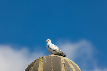 Selective focus a white grey pigeon in its natural habitat sitting on the rooftop, The rock dove or common pigeon is a member of the bird family Columbidae, Living out naturally bird.