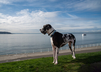 Harlequin Great Dane dog looking out to sea at city waterfront park.