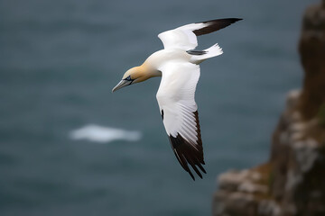 Fototapeta na wymiar Northern Gannet (North Atlantic) - A large seabird with a distinctive black and white plumage (Generative AI)