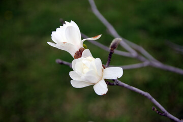 Obraz premium Blooming magnolia flowers