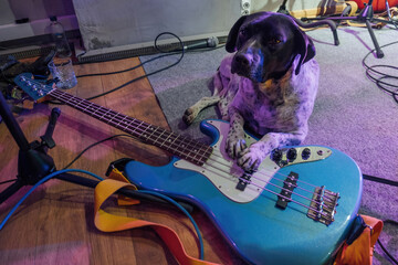Dog with electric rock guitar