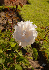 Roses flower bed in the park. Closeup view of big rose flower of white petals, spring blossoming in the garden.	
