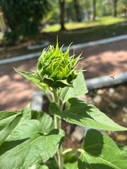 sunflower bud not yet blooming.