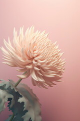 Delicate chrysanthemum flower on pastel pink background