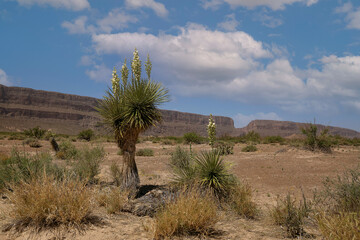 yucca cactus in the desert santa elena canyon
