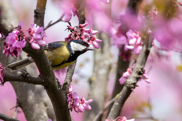 A great tit with blue, green, black, white and yellow colours hidding in a tree with pink flowers. Spring time with beautiful colours. Parus major. 