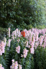 Obraz premium standing out (giant scarlet in apple blossom, shallow)