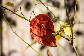 Fallen red leaf in autumn close up
