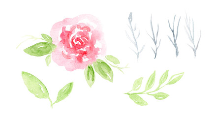 Watercolor delicate pink rose composition with green leaves, gray twigs. Beautiful watercolour illustration of roses flower for invitation, wedding, greeting cards design, sticker
