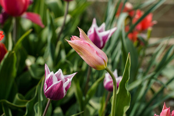 Spring flowers growing in an outdoor garden space. Lily shaped tulips.
