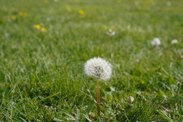 Dandelion in the white puff form. Grass and weeds.