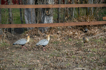 A bird with a large and curved bill called the Southern Bandurria walks through the park in...