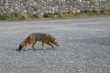 Little fox waiting to get food from tourists.