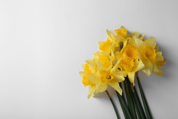 Beautiful yellow daffodils on white background, top view. Space for text