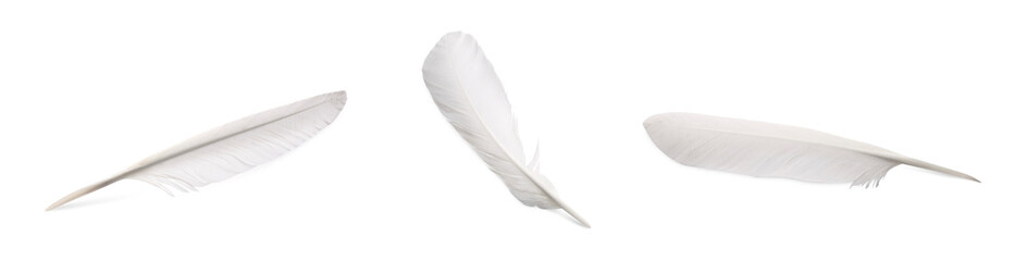Set with beautiful feathers on white background