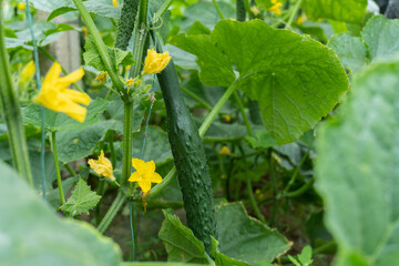 Fresh cucumber plant in greenhouse, flower and fruit.