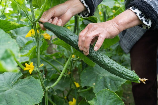 picking cucumber in the greenhouse