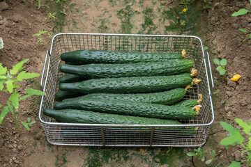 Cucumber in basket. Cucumber harvest