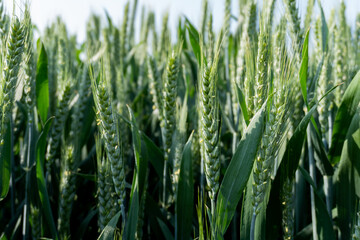 Detail of field with fresh young green wheat with ears end leaves