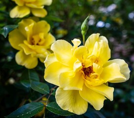 Fototapeta premium Yellow Garden Flowers