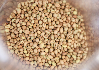 raw greeb bean of coffee beforw roasting in organic farm from Thailand