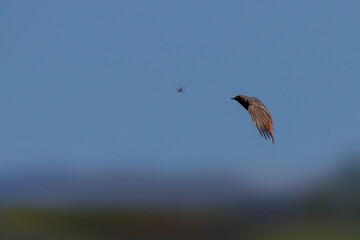 A male black redstart in flight hunting a European green drake. A black white and orange bird with its wings spread looks for insects in the air. Migratory birds. Phoenicurus ochruros.