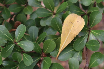 a fallen leaf never hates a neighbour