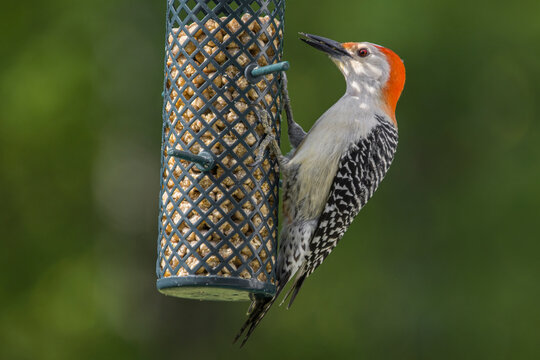 Red bellied woodpecker on green feeder
