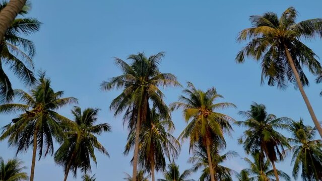 Palm trees with a blue sky and clouds in Koh Lanta Thailand. Green palm trees in the sky at sunset