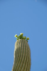 Saguaro cactus blossom, the state flower of Arizona 