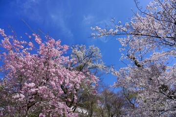 青空バックに見る満開の枝垂れ桜とソメイヨシノ桜のコラボ情景
