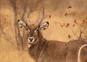 Male waterbuck in the Kruger National Park