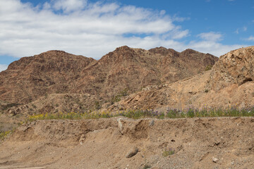 Wildflowers growing on sand bank in the desert