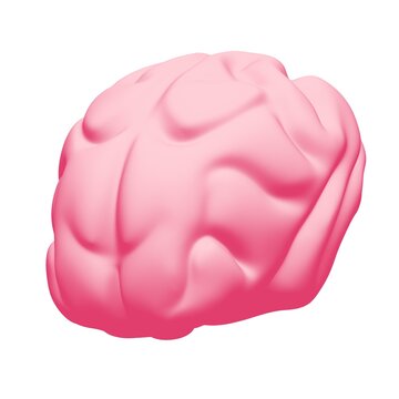 Human brain Anatomical Model.
