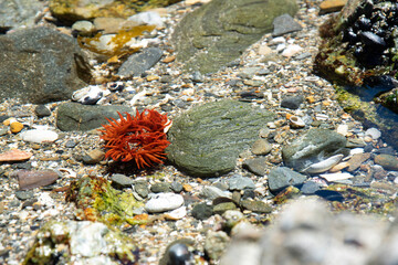 actinia anemone