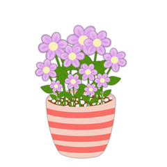 purple flowers in pots