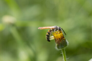 bee on yellow flower with blurry green background