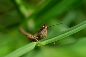 grasshopper on a leaf with blurry green background