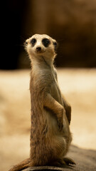 Fototapeta premium Funny suricate Mercat sitting in desert closeup portrait looking into camera