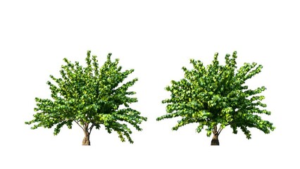 Growing trees isolated with alpha.3D animation growth grow from small to large, Filamentia trees animate in the wind include alpha channel tree. Tree isolated Separated with alpha channel.