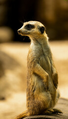 Funny suricate Mercat sitting in desert closeup portrait looking lef