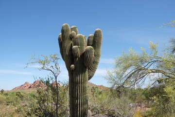 The giant saguaro cactus found in the desert of Arizona, United States