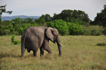 Fototapeta premium elephant