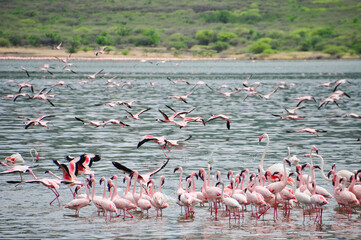 flamingos in lake