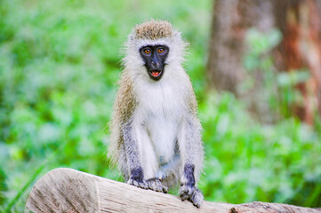 monkey