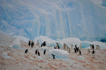 penguin on drift ice © mai