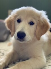 Cute Golden Retriever