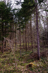 木が伐採されて荒れた森。